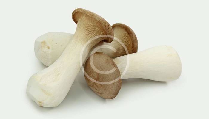 Pleurotus Eryngii